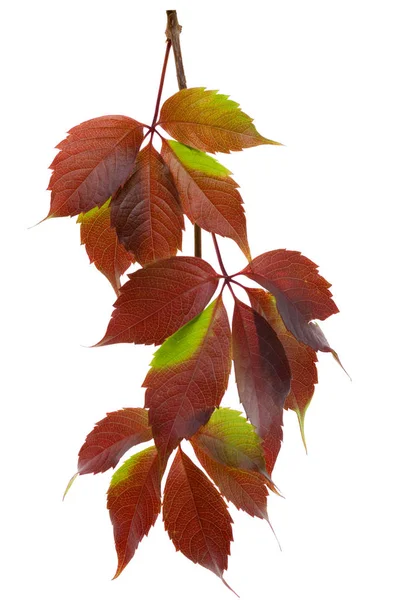 Fioletowe liście dzikich winogron na białym tle — Zdjęcie stockowe