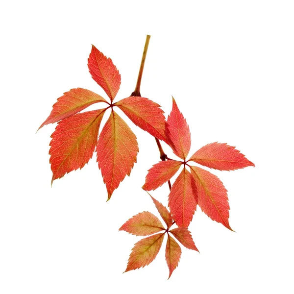 Czerwone liście dzikich winogron na białym tle — Zdjęcie stockowe