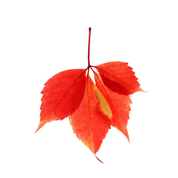 Czerwone liście dzikich winogron na białym tle — Zdjęcie stockowe