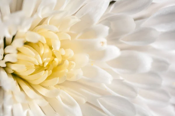 Chrysanthemen weißer Makrohintergrund — Stockfoto