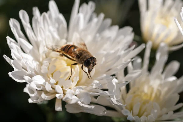 Abeille recueille le nectar en automne sur chrysanthème blanc — Photo