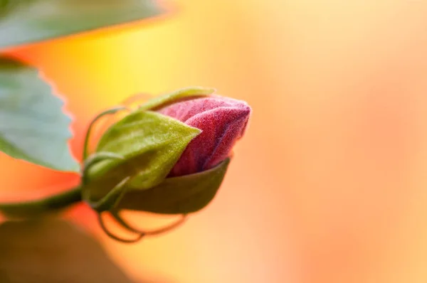 Capullo flor no abierta hibisco rojo sobre fondo amarillo — Foto de Stock