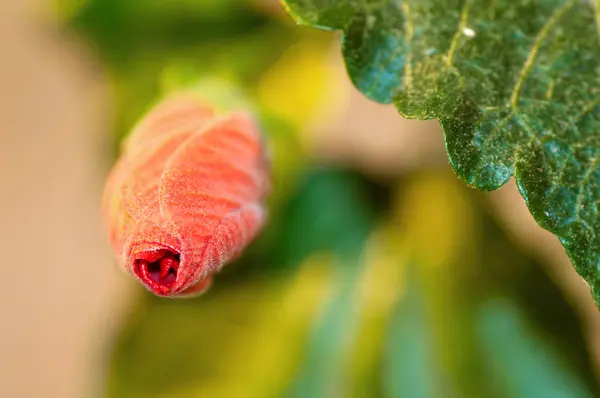 Brote cerrado hibisco rojo, vista frontal, macro, fondo — Foto de Stock