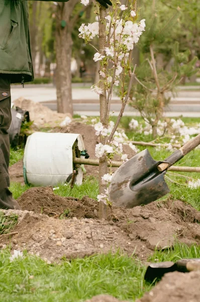 Gruppe mennesker som planter blomstrende trær i parken, filterappell – stockfoto