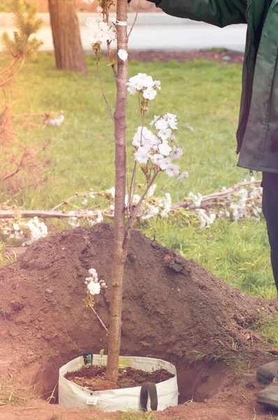 Gruppe mennesker som planter blomstrende trær i parken, filterappell – stockfoto