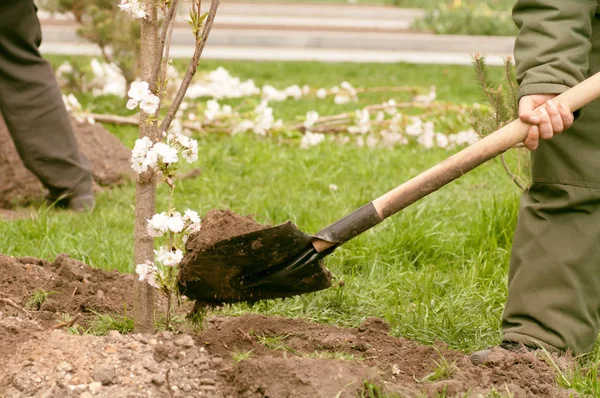 Grupo de personas plantando árboles con flores en el parque, filtrar appl — Foto de Stock