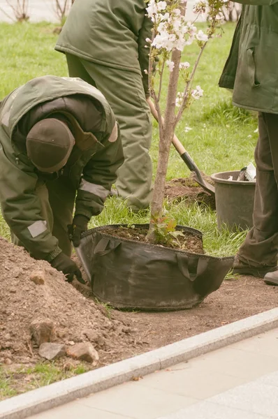 Grup de oameni care plantează copaci înfloriți în parc, filtru appl — Fotografie, imagine de stoc