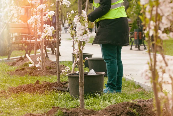 Kelompok orang menanam pohon berbunga di taman, filter appl — Stok Foto