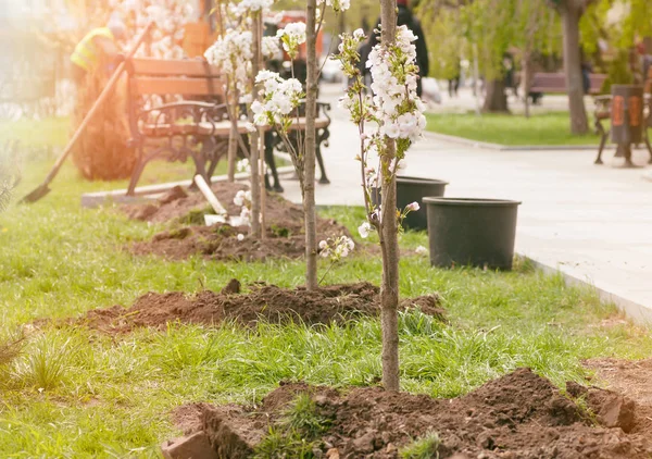 Árboles jóvenes y florecientes plantados en el parque en la primavera, un filte —  Fotos de Stock