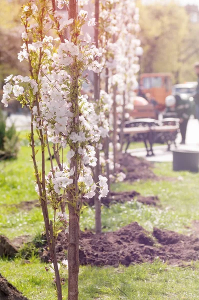 Jonge, bloeiende bomen geplant in het park in het voorjaar, een gefilterd — Stockfoto