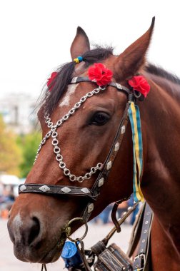 Dekoratif at başlığı ile at 
