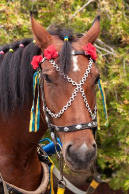 Dekoratif at başlığı ile at 