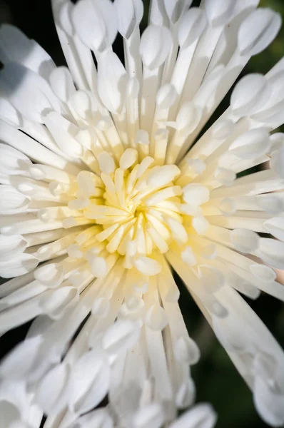 Fond d'une fleur de chrysanthème blanc gros plan — Photo