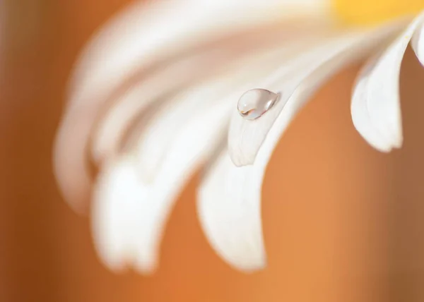 Σταγόνα νερού σε ένα πέταλο λουλουδιού Μαργαρίτα, εφαρμογή φίλτρου — Φωτογραφία Αρχείου