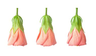 set bud hibiscus pembe yarı açıldı izole