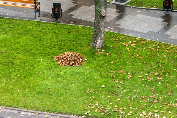 Cleaning leaves on the grass in the park, before and after, clea — Stock Photo, Image