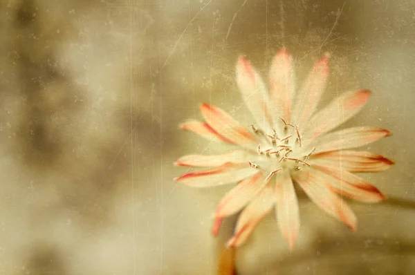Cykoria kwiat, wieku zdjęcie pocztówka, zastosowany filtr — Zdjęcie stockowe