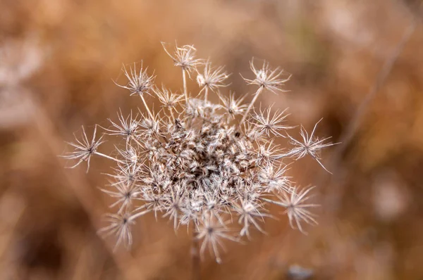Flor de endro seco na natureza, vista superior, close-up — Fotografia de Stock