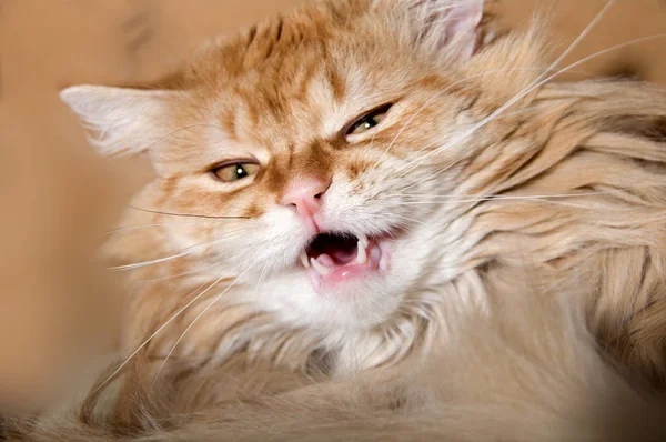 A red cat looks aggressively and growls — Stock Photo, Image