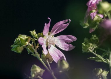 Koyu arka plan closeup Ebegümecigiller çiçek