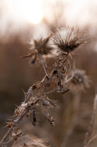 Flor seca cardo ao pôr-do-sol no outono no campo na natureza — Fotografia de Stock