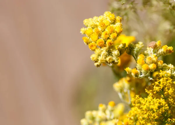 Background of wildflowers close-up — Stock Photo, Image