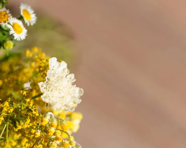 Background of wildflowers close-up — Stock Photo, Image