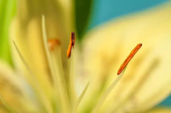 Lily closeup arka plan — Stok fotoğraf