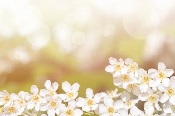 kiraz dal çiçekleri, arka plan filtre uygulanan