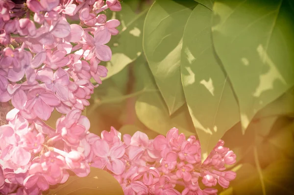 Gałęzi kwitnienia bzu, zastosowano filtr — Zdjęcie stockowe