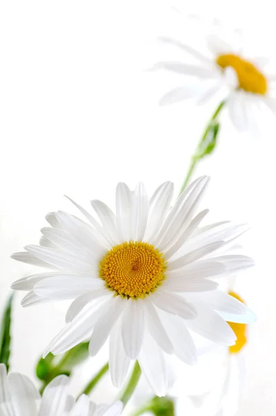 White daisies background closeup — Stock Photo, Image
