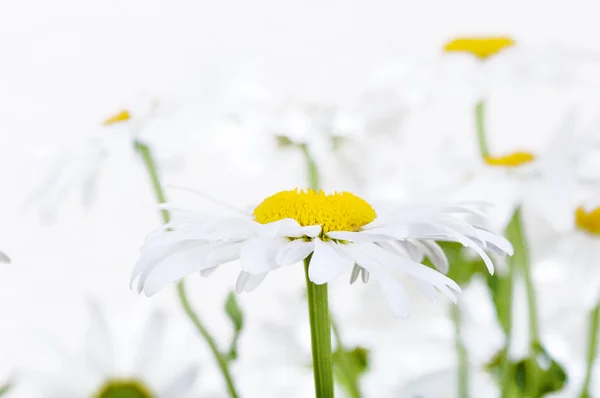 Фон білих ромашок крупним планом — стокове фото
