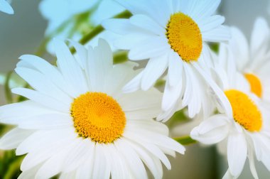 Beyaz papatya arka plan bakış