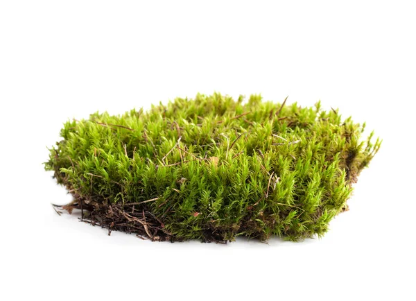 Yeşil yosun sphagnum yakın çekim izole edildi — Stok fotoğraf