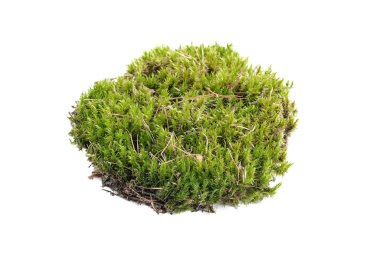 Yeşil yosun sphagnum yakın çekim izole edildi