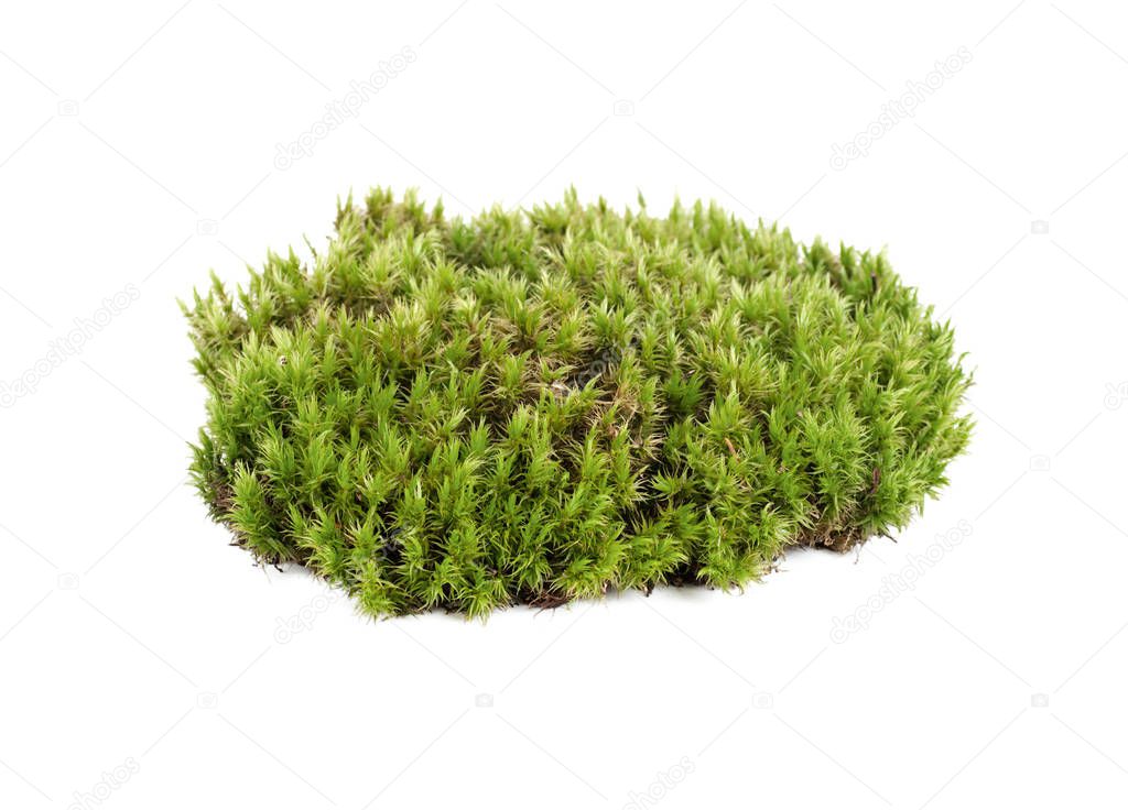 green moss sphagnum closeup isolated