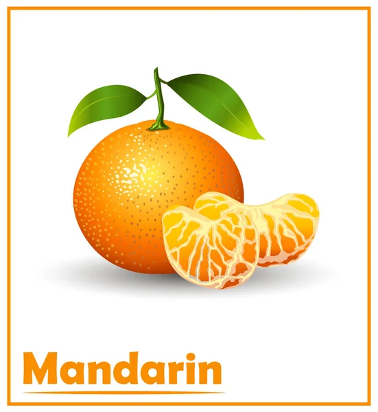 Renkli mandalinalı vektör meyve