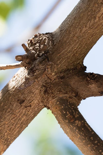 Cicada camouflaged on the tree