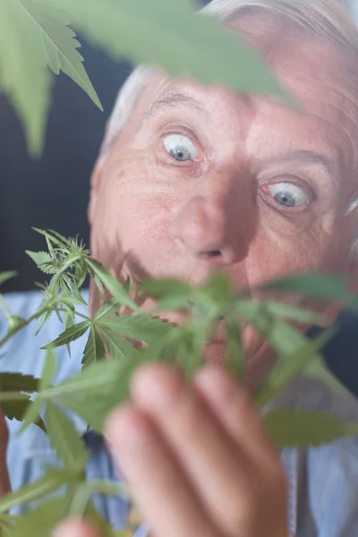 Surprised senior man with Cannabis plant — Stock Photo, Image