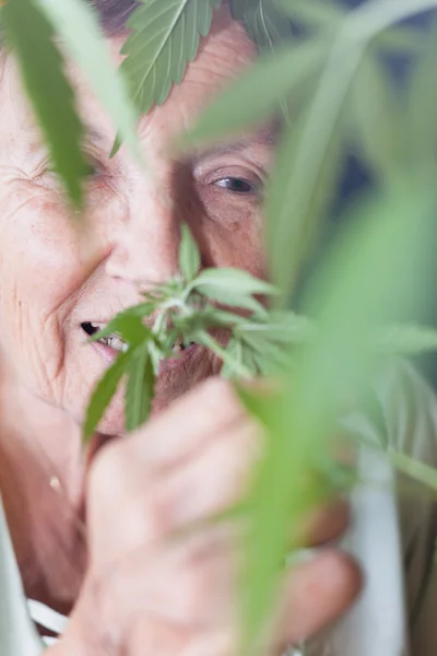 Happy senior woman smelling Cannabis plant — Stock Photo, Image