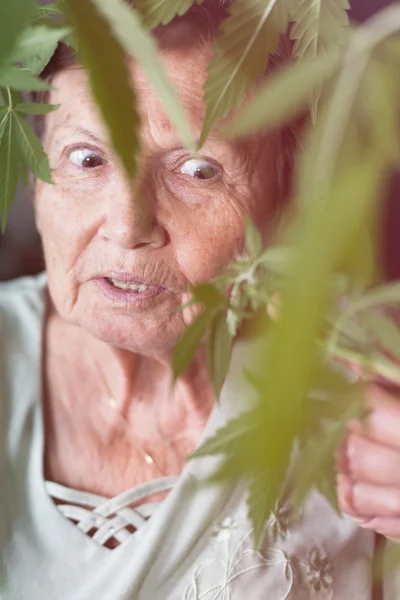 Shocked senior woman with Cannabis plant Royaltyfria Stockfoton