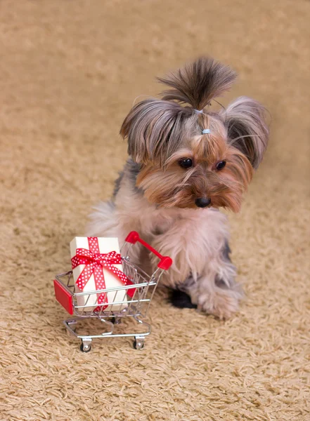 Trauriger Yorkshire Terrier mit einem Geschenk — Stockfoto