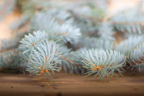 Blue spruce ágat a fából készült háttér — Stock Fotó
