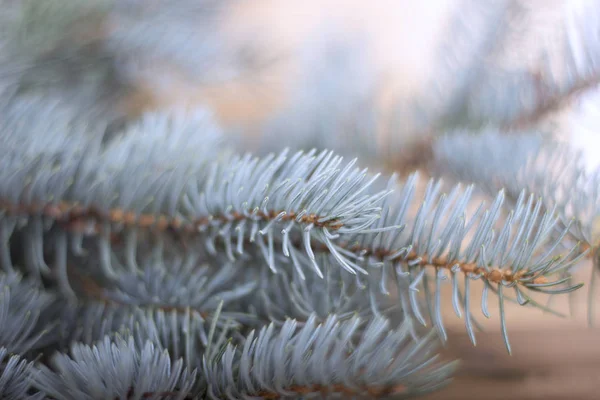 Blue spruce ágat a fából készült háttér — Stock Fotó