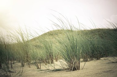 Görünüm ölü Dunes, Nida, Klaipeda, Litvanya. 