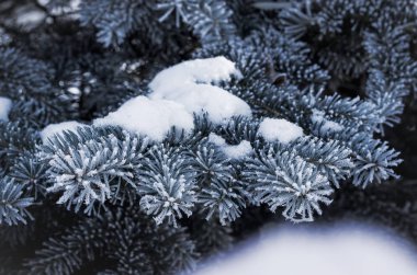 hoarfrost ile kaplı çam dalları