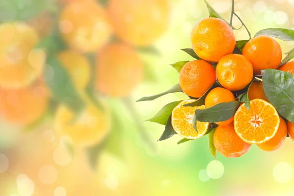 Garten mit Mandarinenzweigen im Garten — Stockfoto
