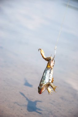 Balık tutma. Kedi-balık - kurbağa Nehri üzerinde Oltaya yem