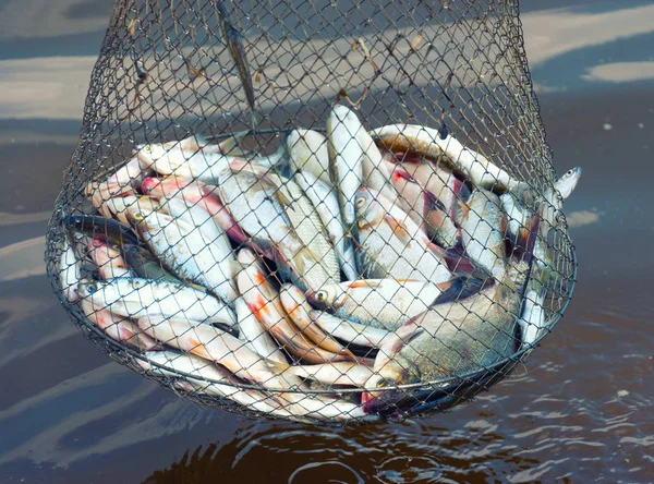 Captura de peces en el corf en el río en verano — Foto de Stock