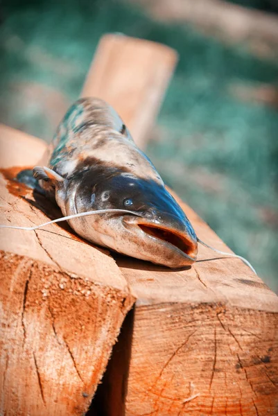 Сом на деревянном пирсе — стоковое фото